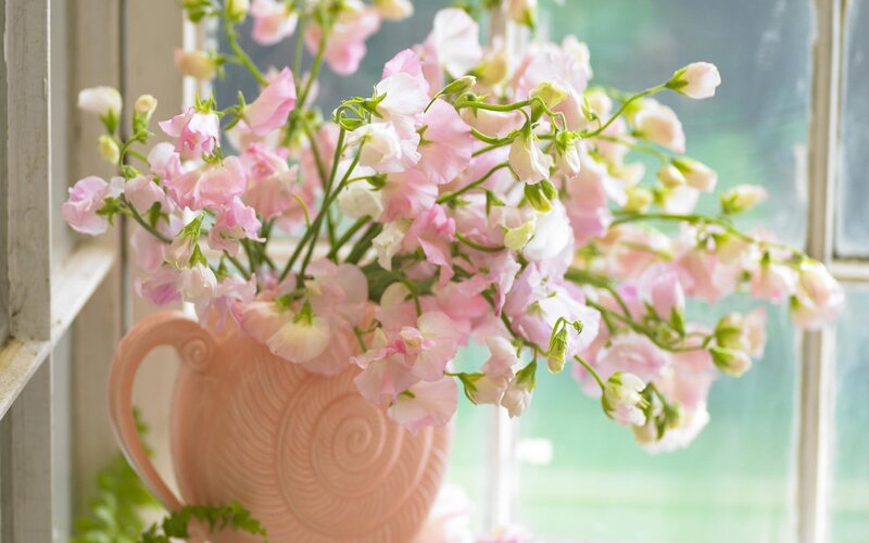 Pink Sweet Peas in Vase — Serene, Spring, Photograph, Window, Greenery, White