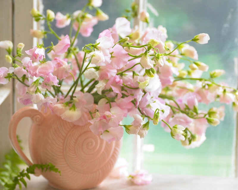 Pink Sweet Peas in Vase — Serene, Spring