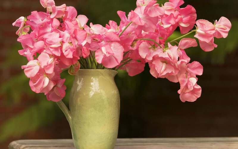 Pink Sweet Peas in Vase — Serene