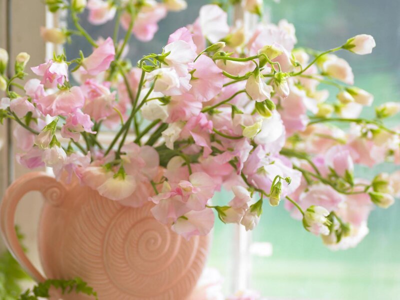 Pink Sweet Peas in Vase