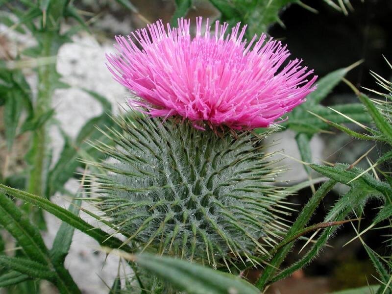 Pink thistle flower in bloom