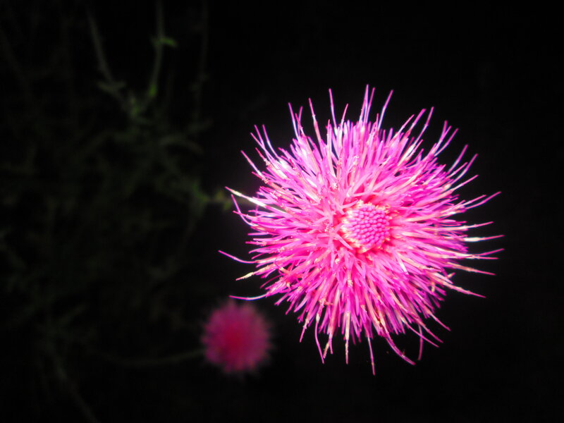 Pink Thistle Flower