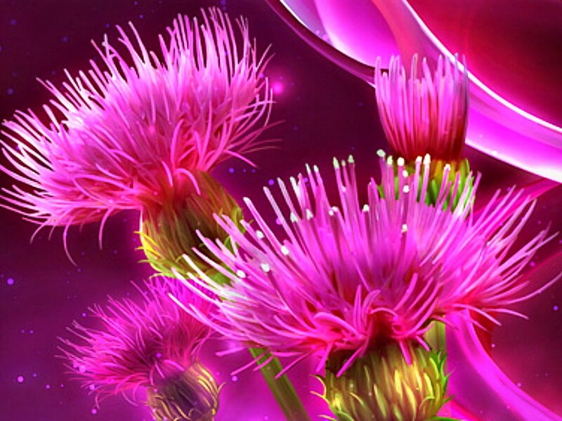 Pink Thistle Flowers — Magenta