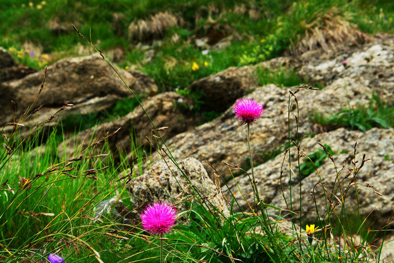 Pink Thistle Flowers