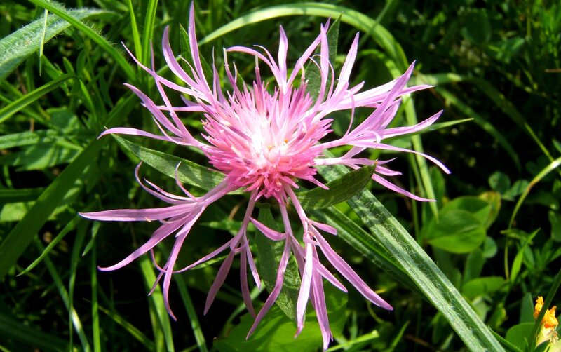 pink thistle-like flower