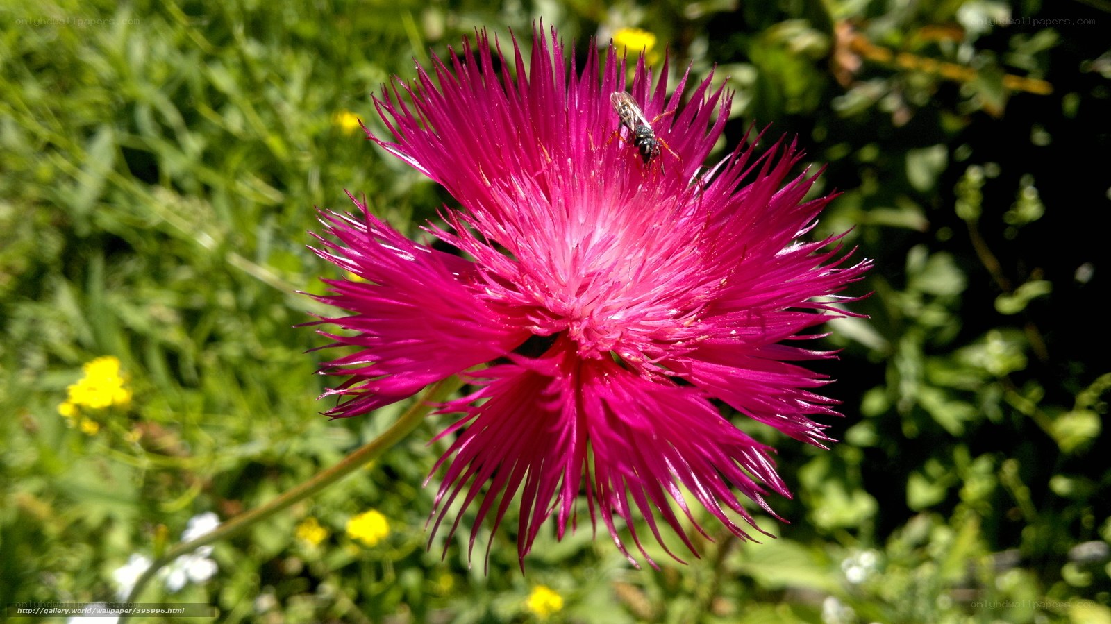 Pink thistle with bee