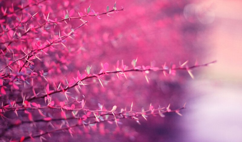 Pink thorny branches in soft focus