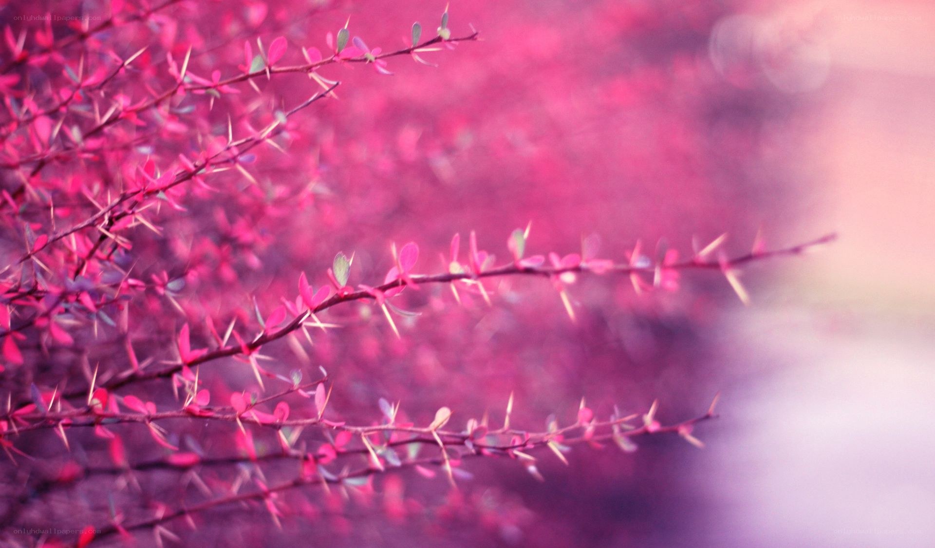 Pink thorny branches in soft focus