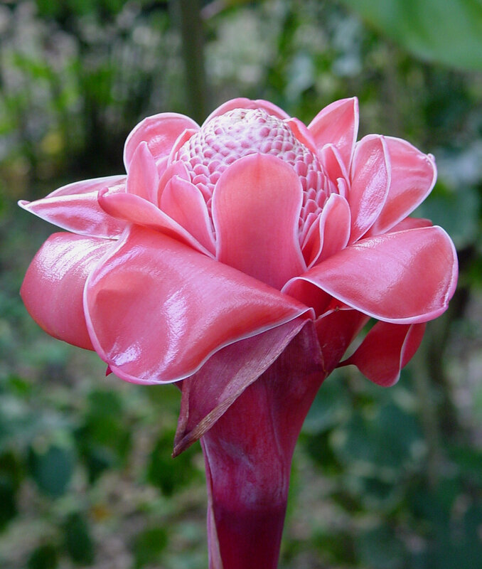 Pink torch ginger flower