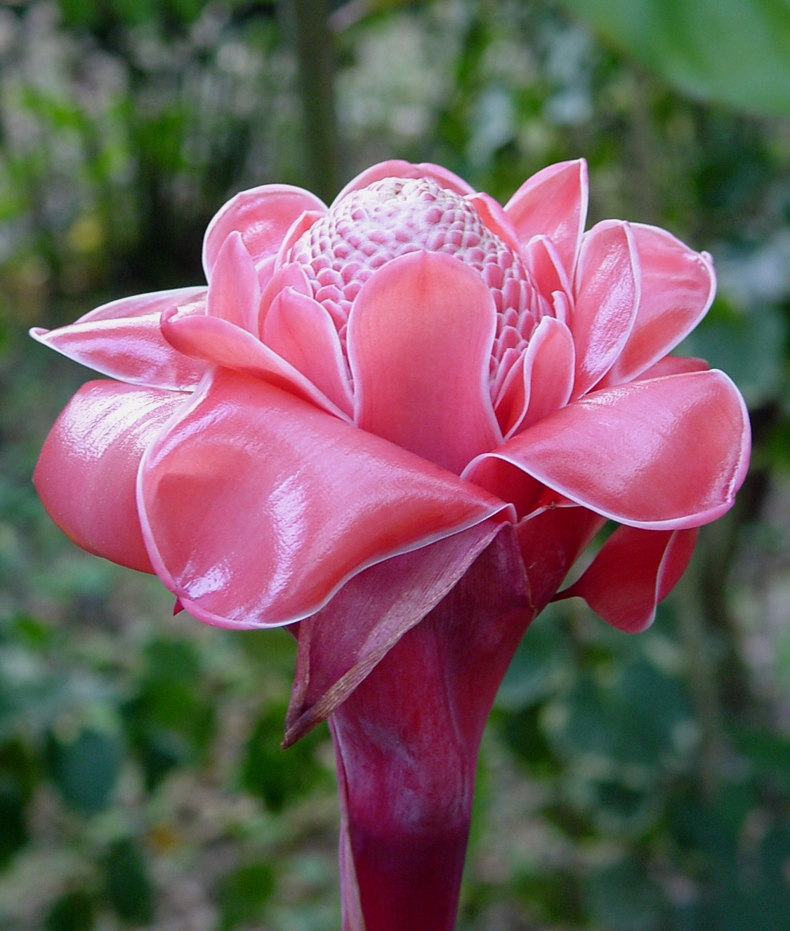 Pink torch ginger flower