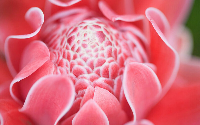 Pink Torch Ginger Flower — Serene