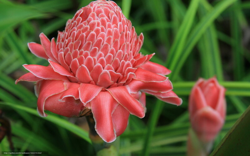 Pink torch ginger flower