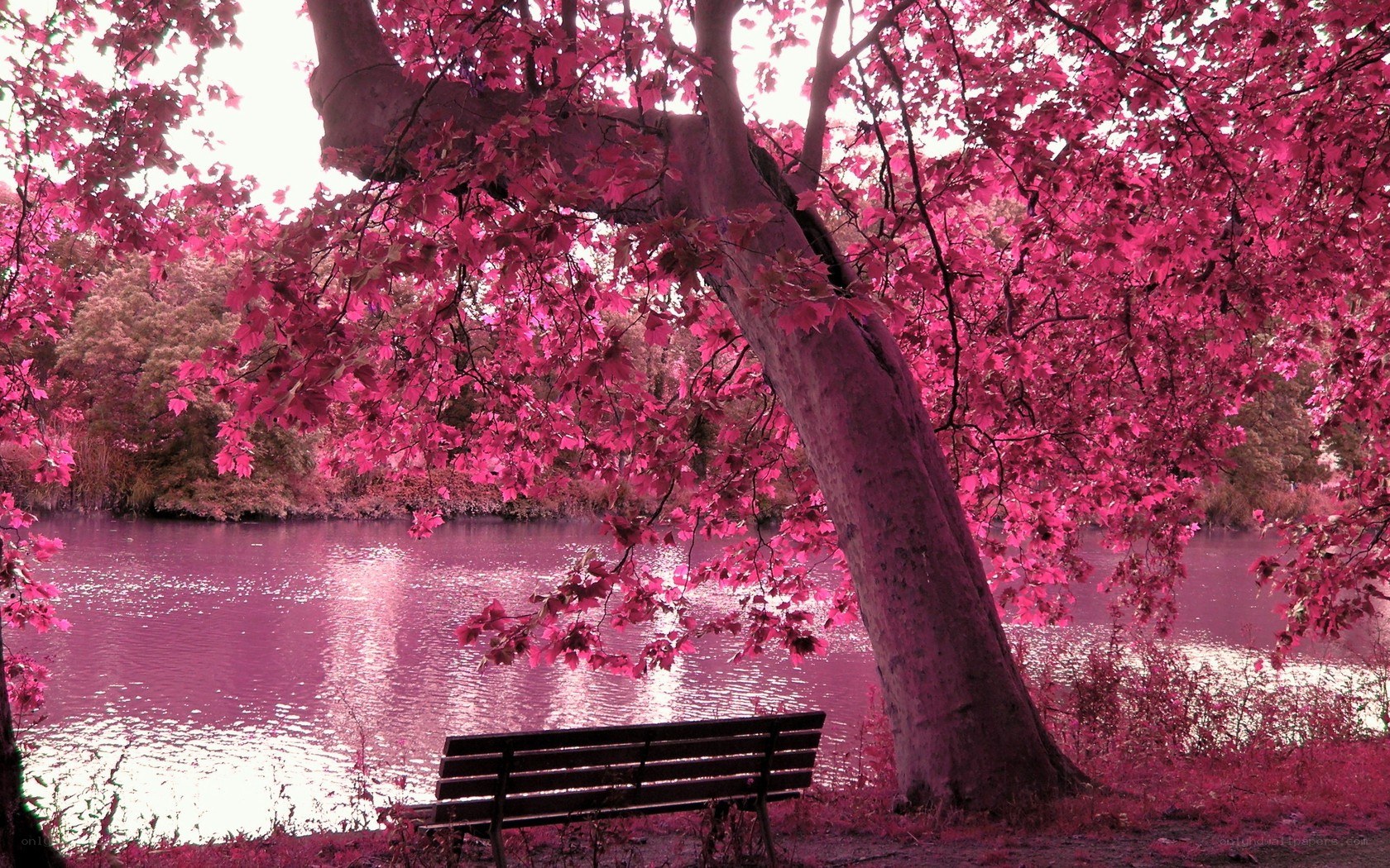 Pink tree by the lake