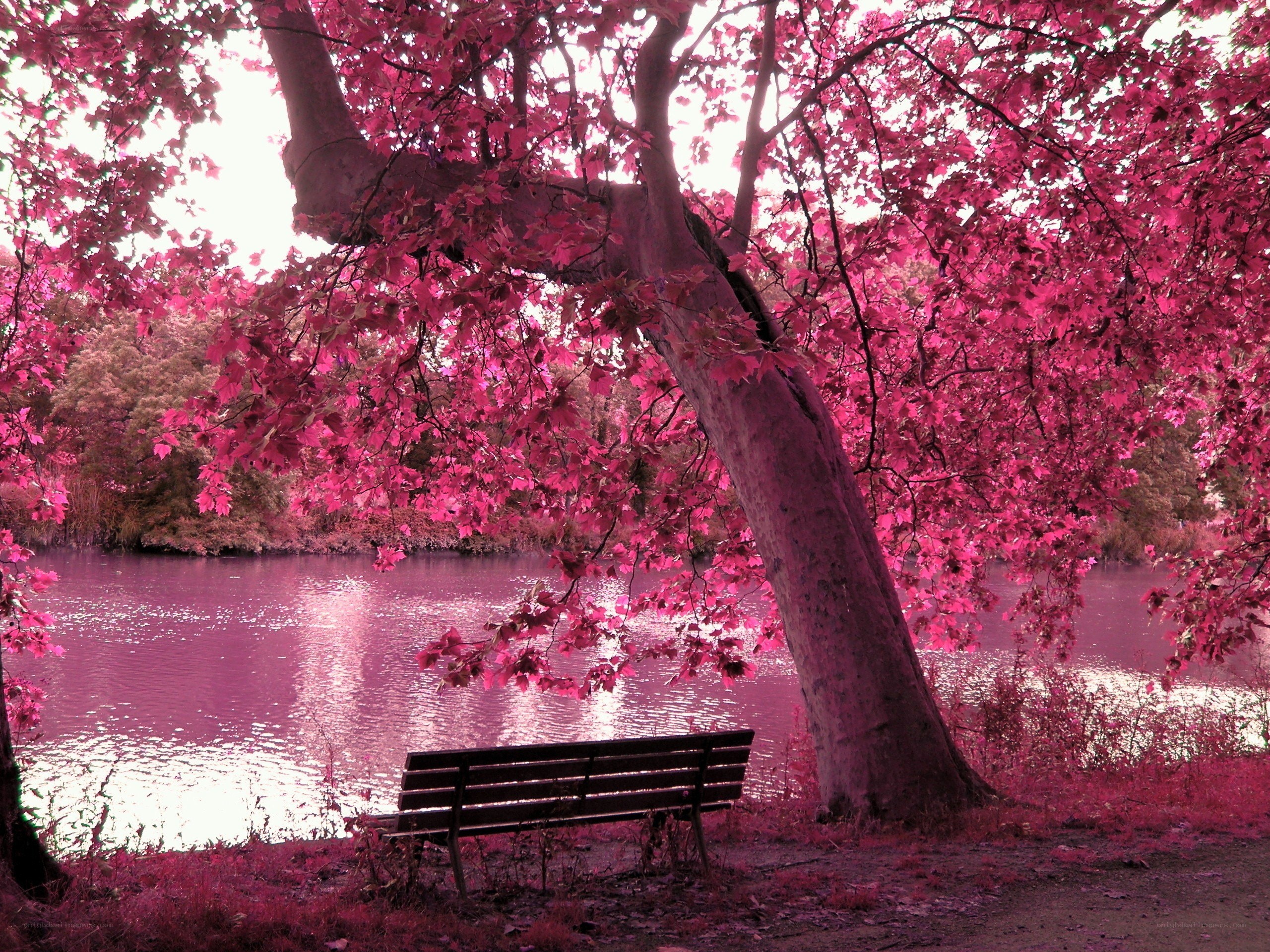 Pink tree by the lake