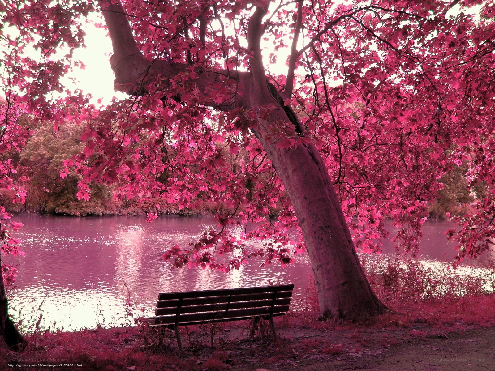 Pink tree by the lake