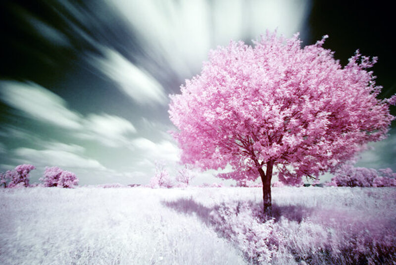 Pink tree in a field