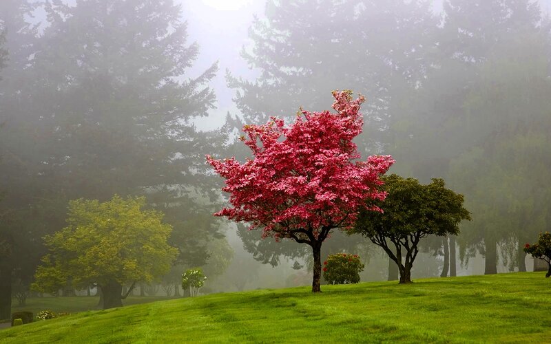 Pink tree in foggy park
