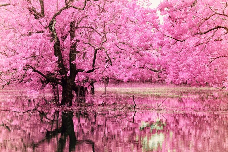 Pink Tree in Water