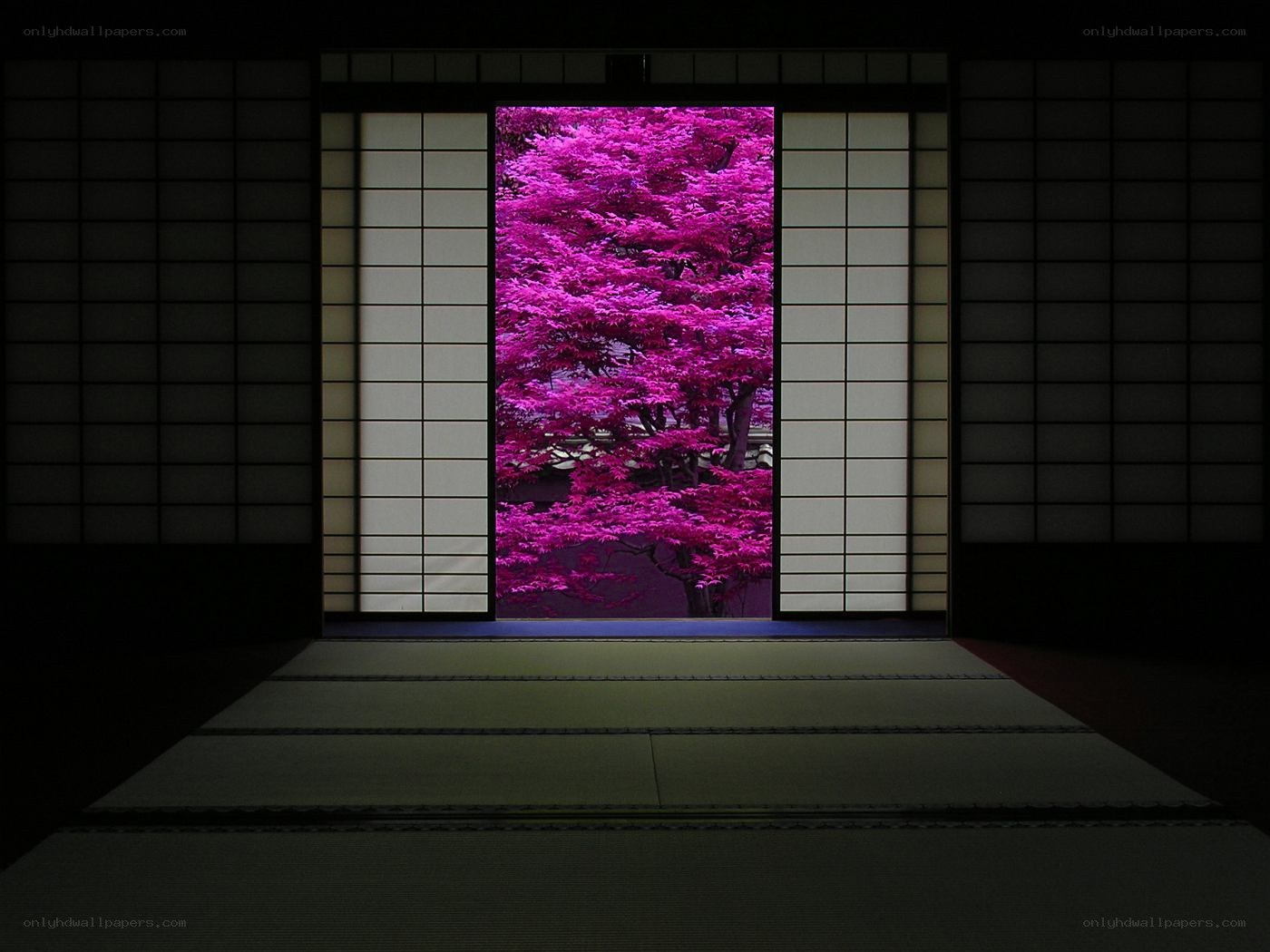 Pink tree through shoji screen