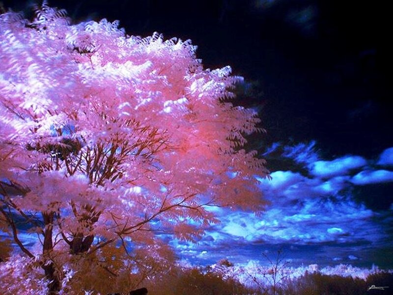 Pink Tree under Night Sky