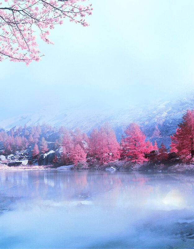 Pink trees by a misty lake