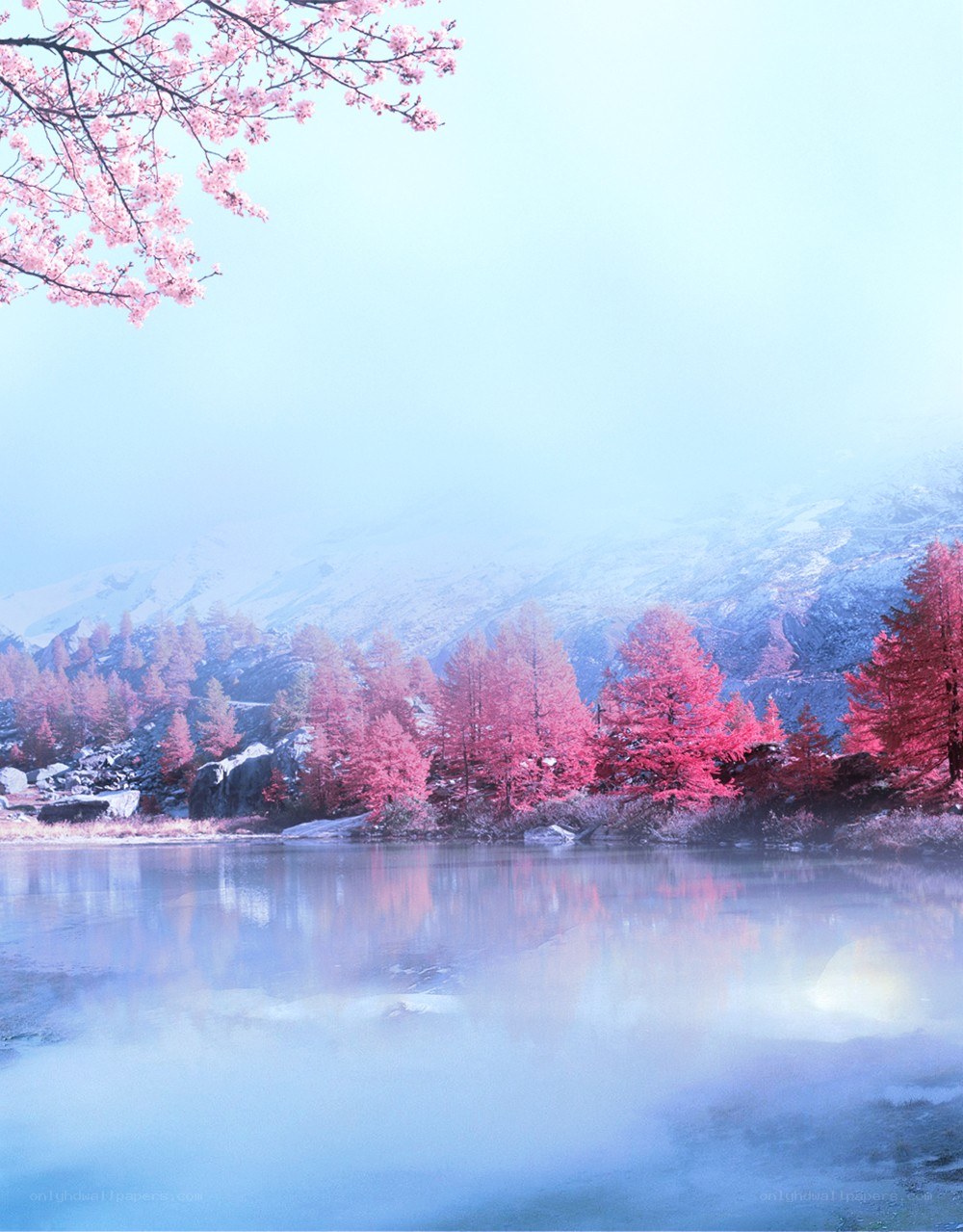 Pink trees by a misty lake