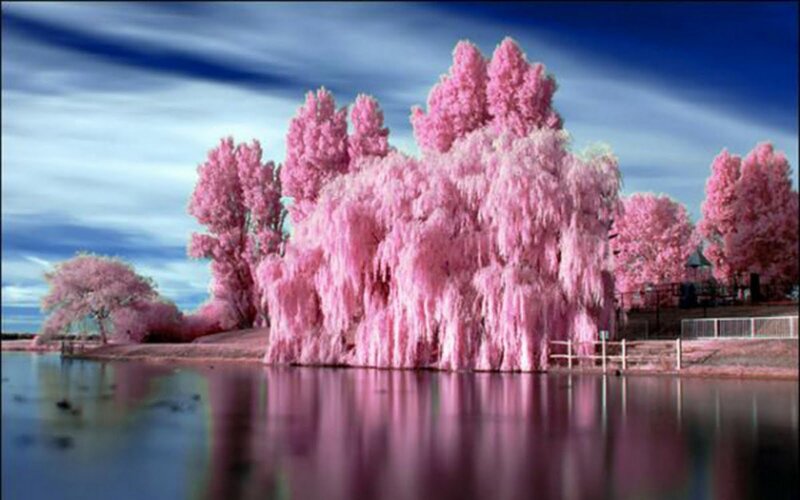 Pink Trees by Lake — Serene, Afternoon