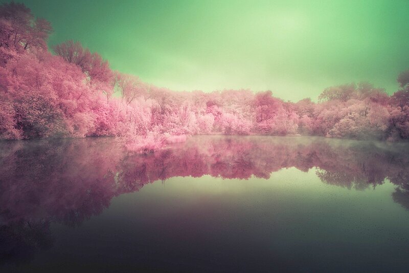 Pink Trees by Lake — Serene, Photograph
