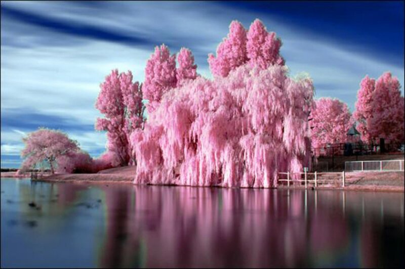 Pink Trees by Lake — Serene