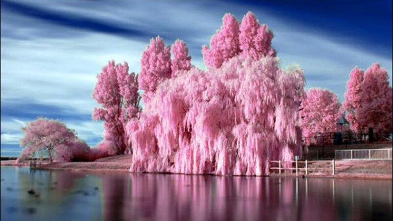 Pink Trees by Lake