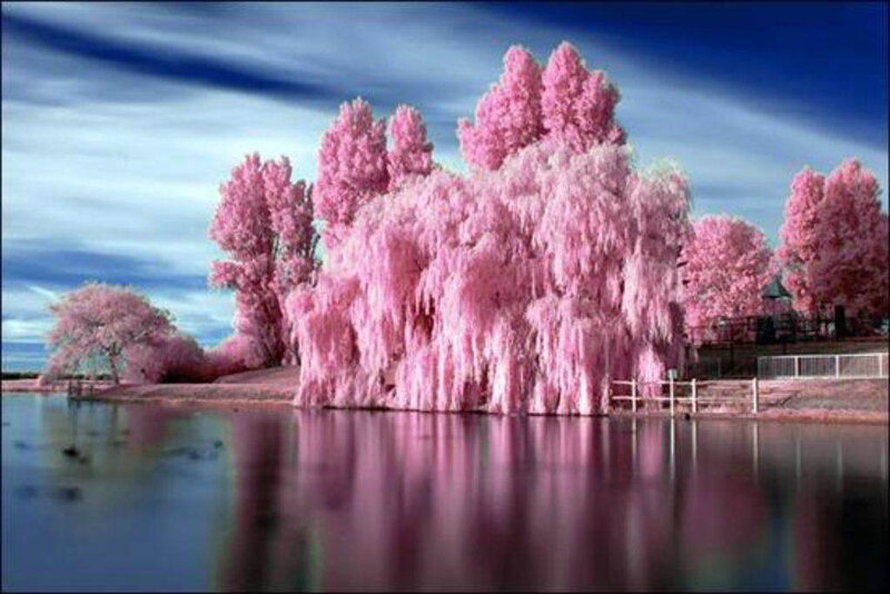 Pink trees by the lake
