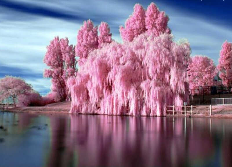 Pink Trees by Water