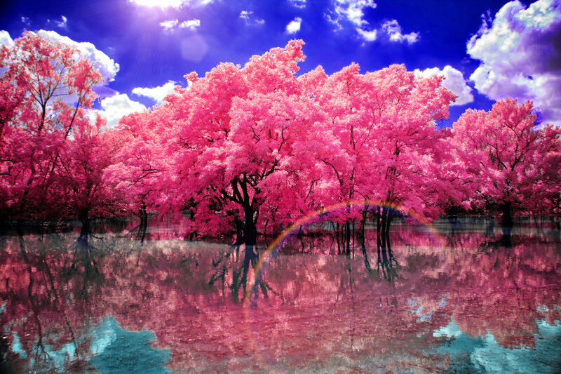Pink Trees in Water