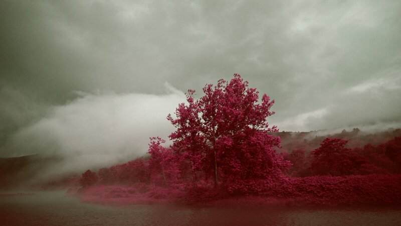 Pink Trees on Island