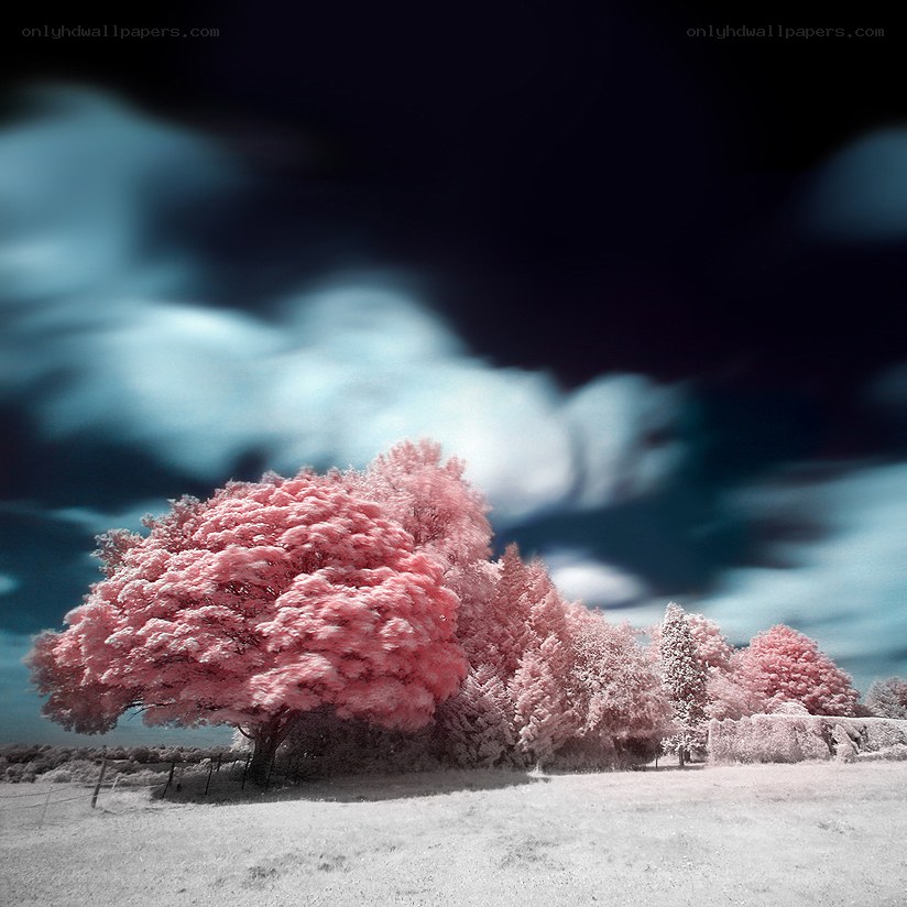 Pink trees under stormy sky