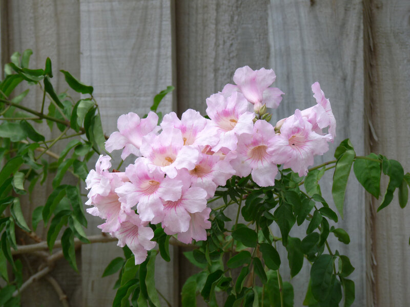 Pink trumpet flowers blooming