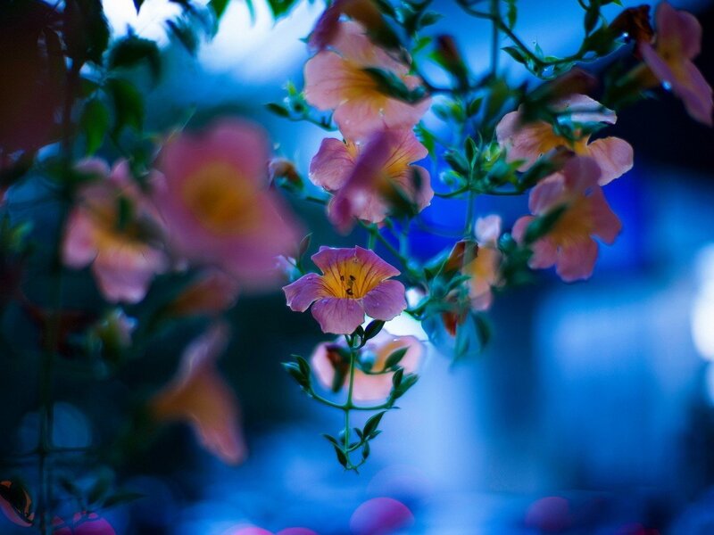 Pink Trumpet Flowers — Blue, Serene