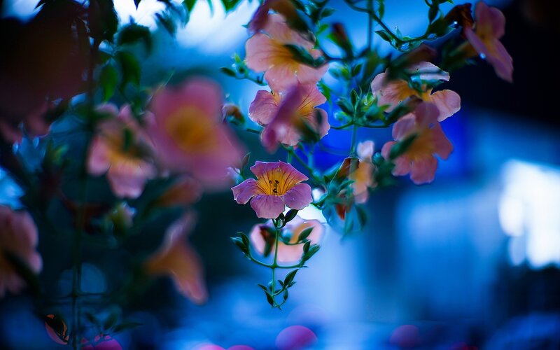 Pink Trumpet Flowers — Blue