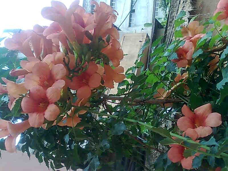 Pink Trumpet Flowers — Calm, Afternoon, Photograph