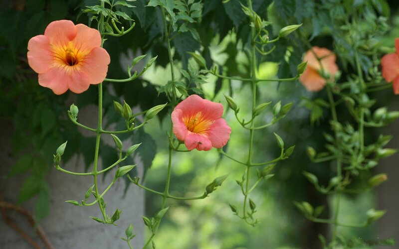 Pink Trumpet Flowers — Calm, Afternoon