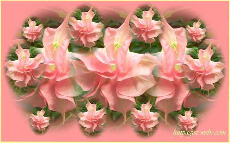 Pink Trumpet Flowers — Calm