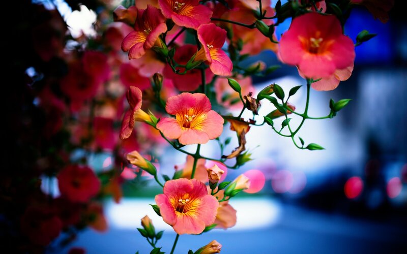Pink Trumpet Flowers — Dramatic