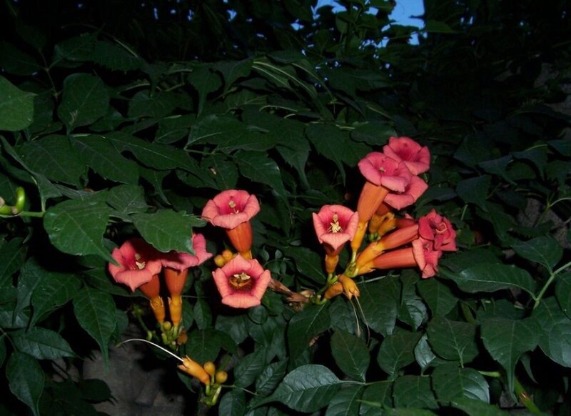 Pink Trumpet Flowers — Natural, Night