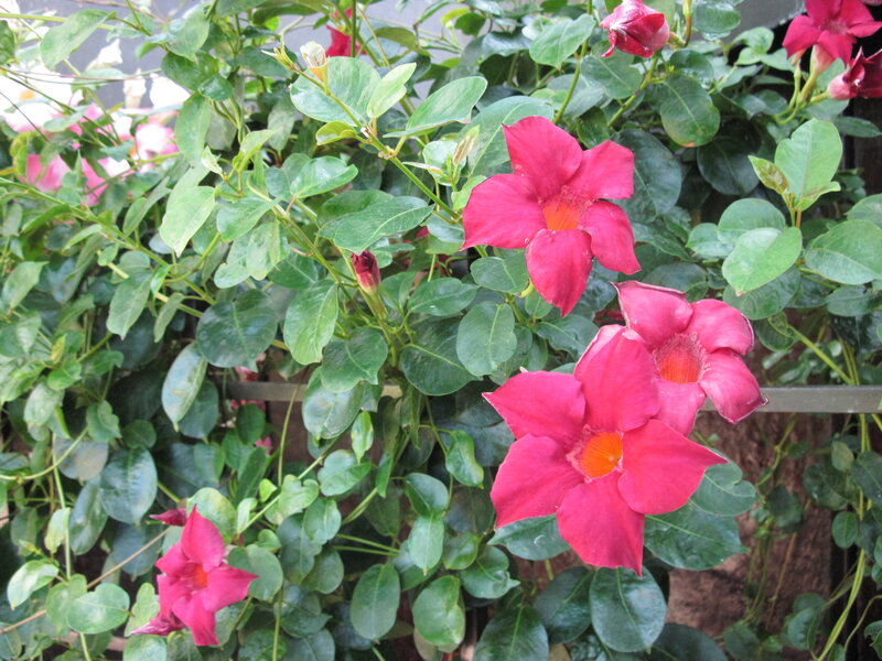 Pink Trumpet Flowers — Natural