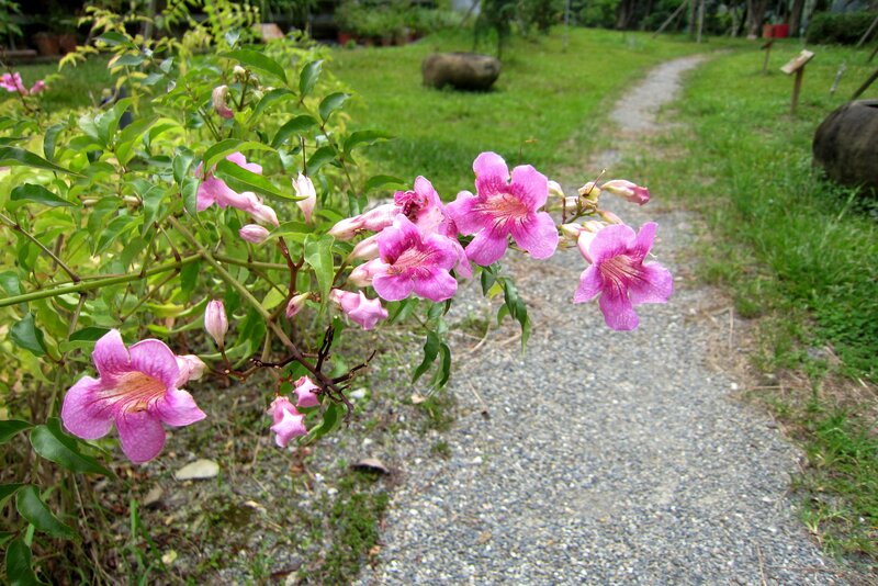 Pink Trumpet Flowers — Serene, Afternoon