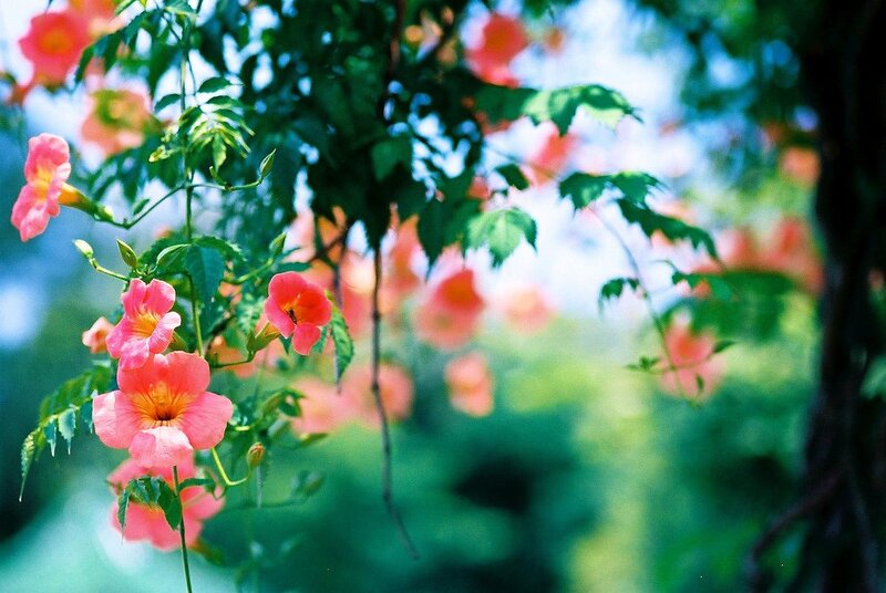 Pink Trumpet Flowers — Serene