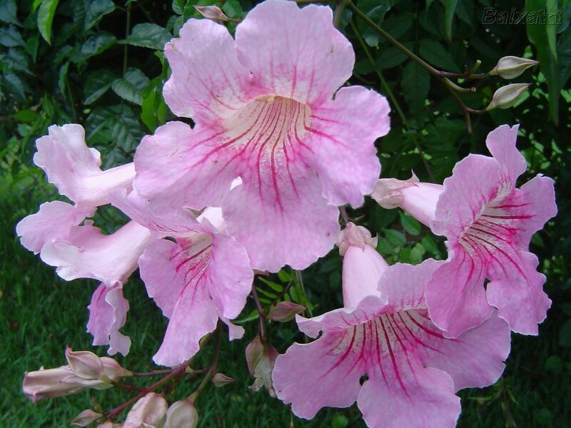 Pink Trumpet Flowers