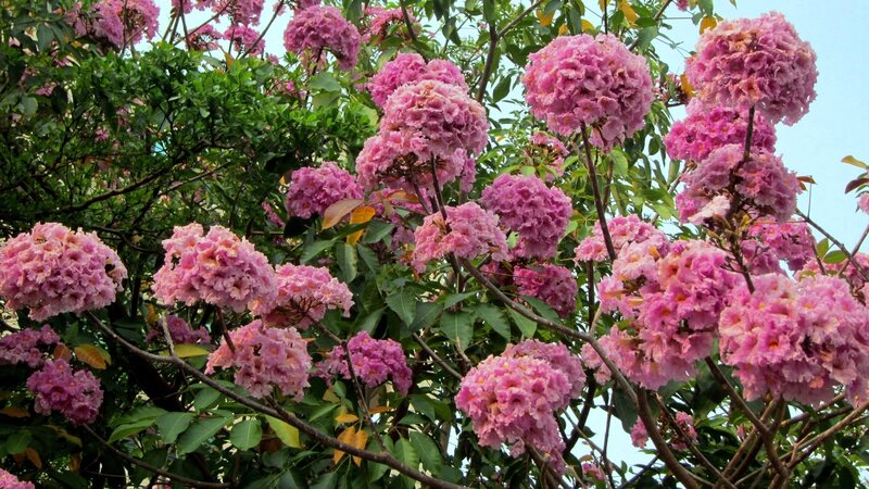 Pink Trumpet Tree Flowers