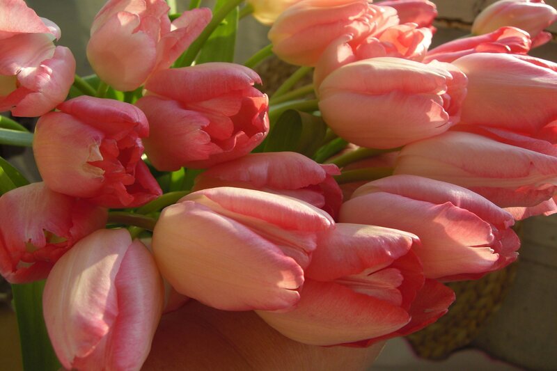 Pink Tulip Bouquet — Calm, Afternoon, Photograph, Green Stems