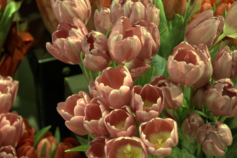 Pink Tulip Bouquet — Calm, Afternoon, Photograph